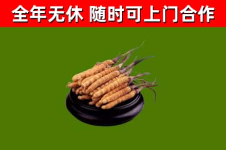 广安烟酒回收冬虫夏草.jpg