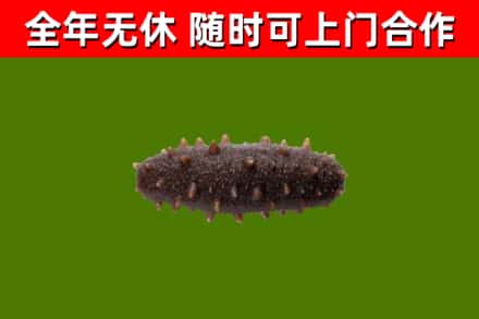 广安烟酒回收干海参.jpg